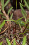 Appalachian stitchwort